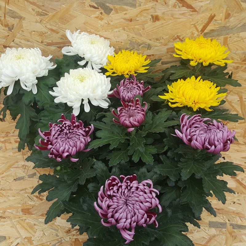 Chrysanthème boule (3 fleurs)