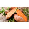Patate douce