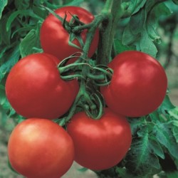 Tomate Cobra