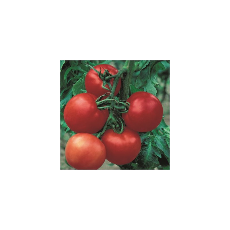 Tomate Cobra