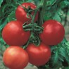 Tomate Cobra