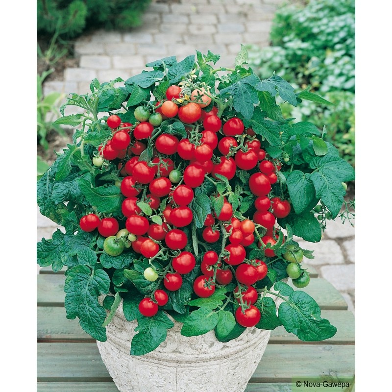 Tomate- Balconi Red (godet)