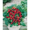 Tomate- Balconi Red (godet)