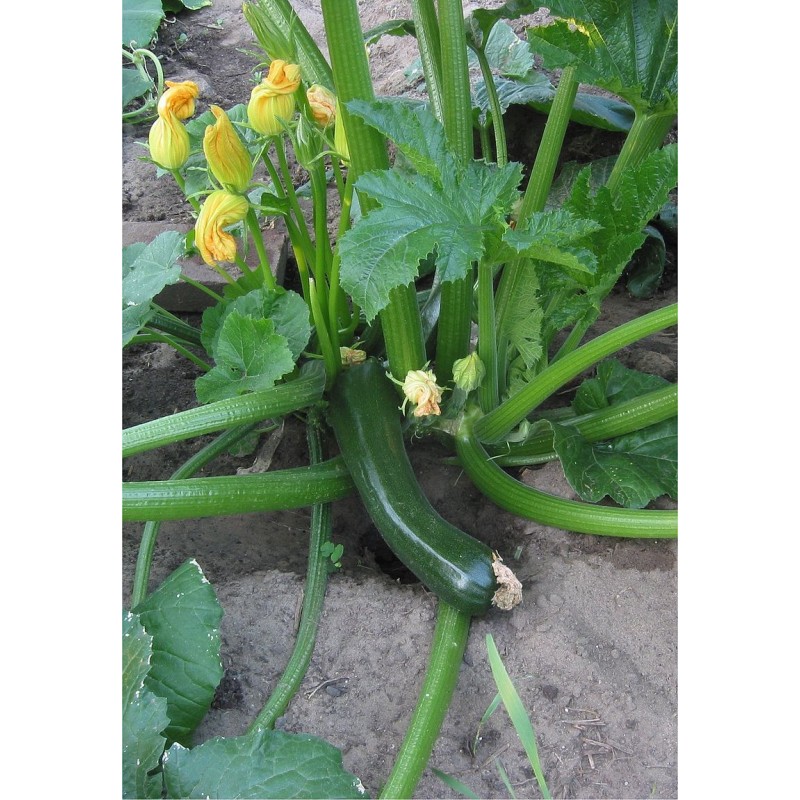 Courgette - Diamant