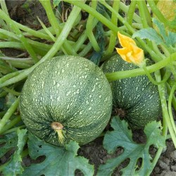Courgette - Ronde de Nice