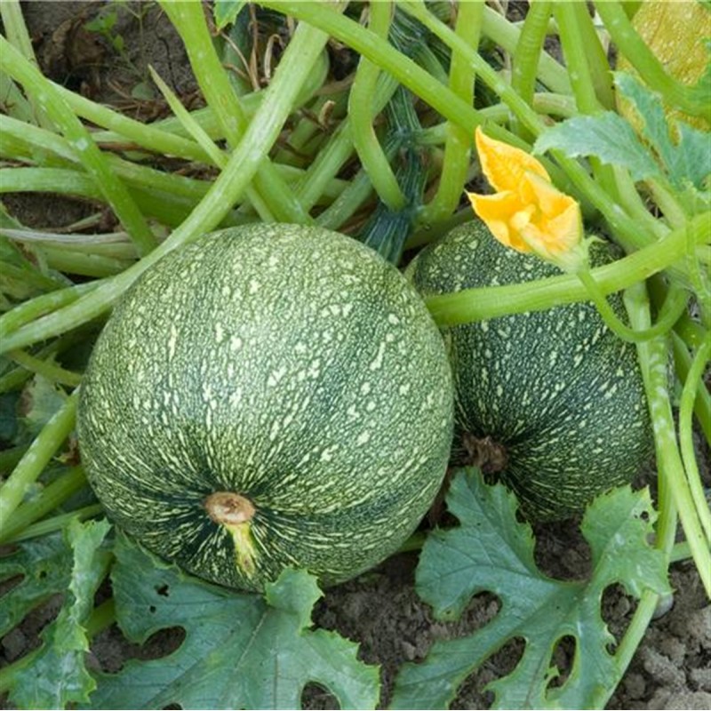 Courgette - Ronde de Nice