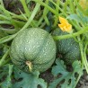 Courgette - Ronde de Nice
