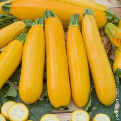 Courgette - Sebring