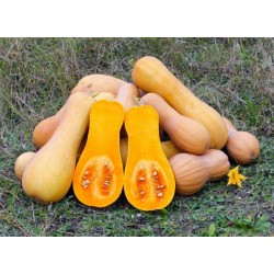 Potiron - Butternut