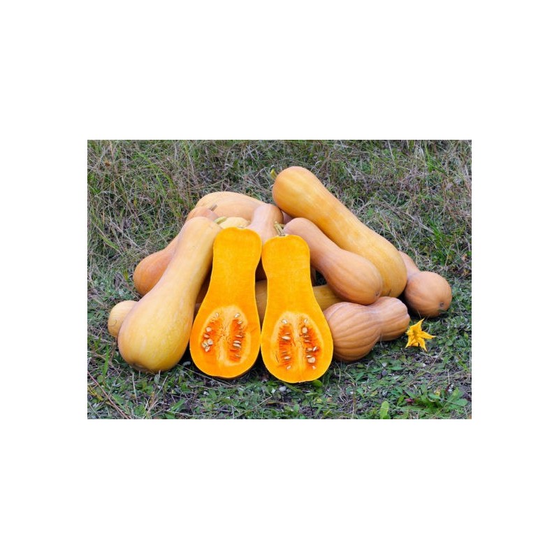 Potiron - Butternut