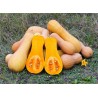Potiron - Butternut
