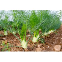 Fenouil