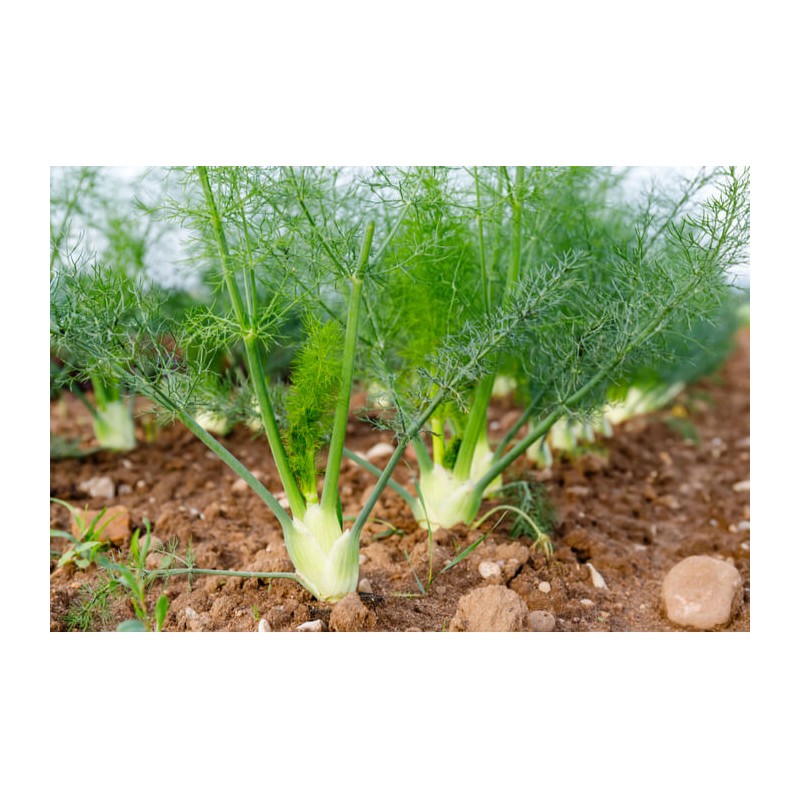 Fenouil