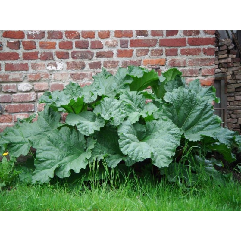 Rhubarbe