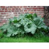 Rhubarbe