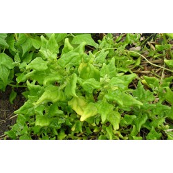 Tetragone épinard d' été