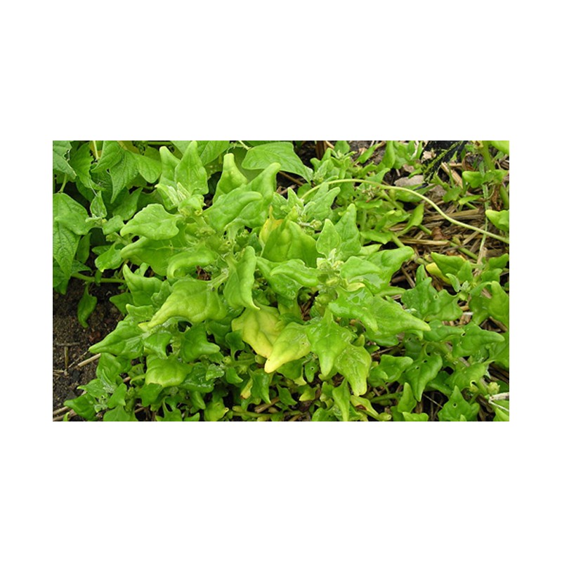 Tetragone épinard d' été