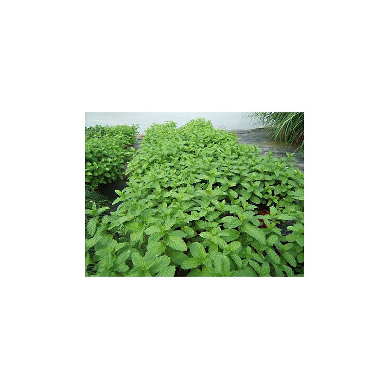 Menthe