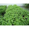 Menthe
