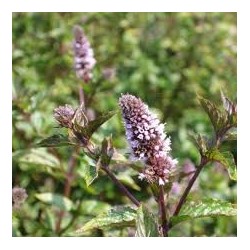 Menthe