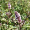 Menthe