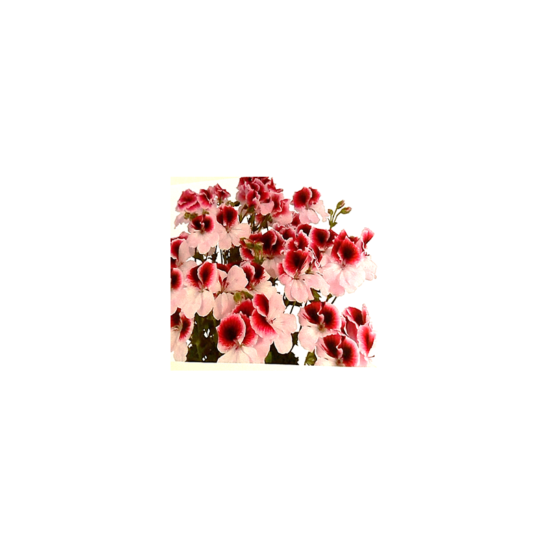 Florabella - droit - bicolore